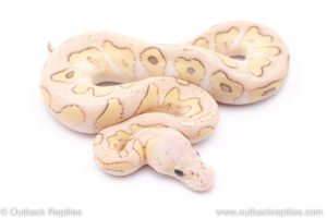 Pastel Lesser clown ball python for sale