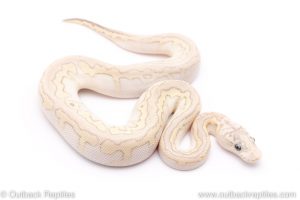 Pastel Lesser clown PLUS ball python for sale