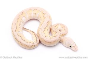 Pastel Lesser CLown ball python for sale