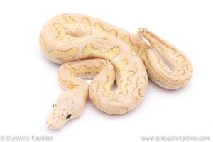 pastel lesser clown ball python for sale