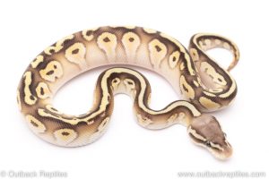 pastel lesser cypress ball python for sale