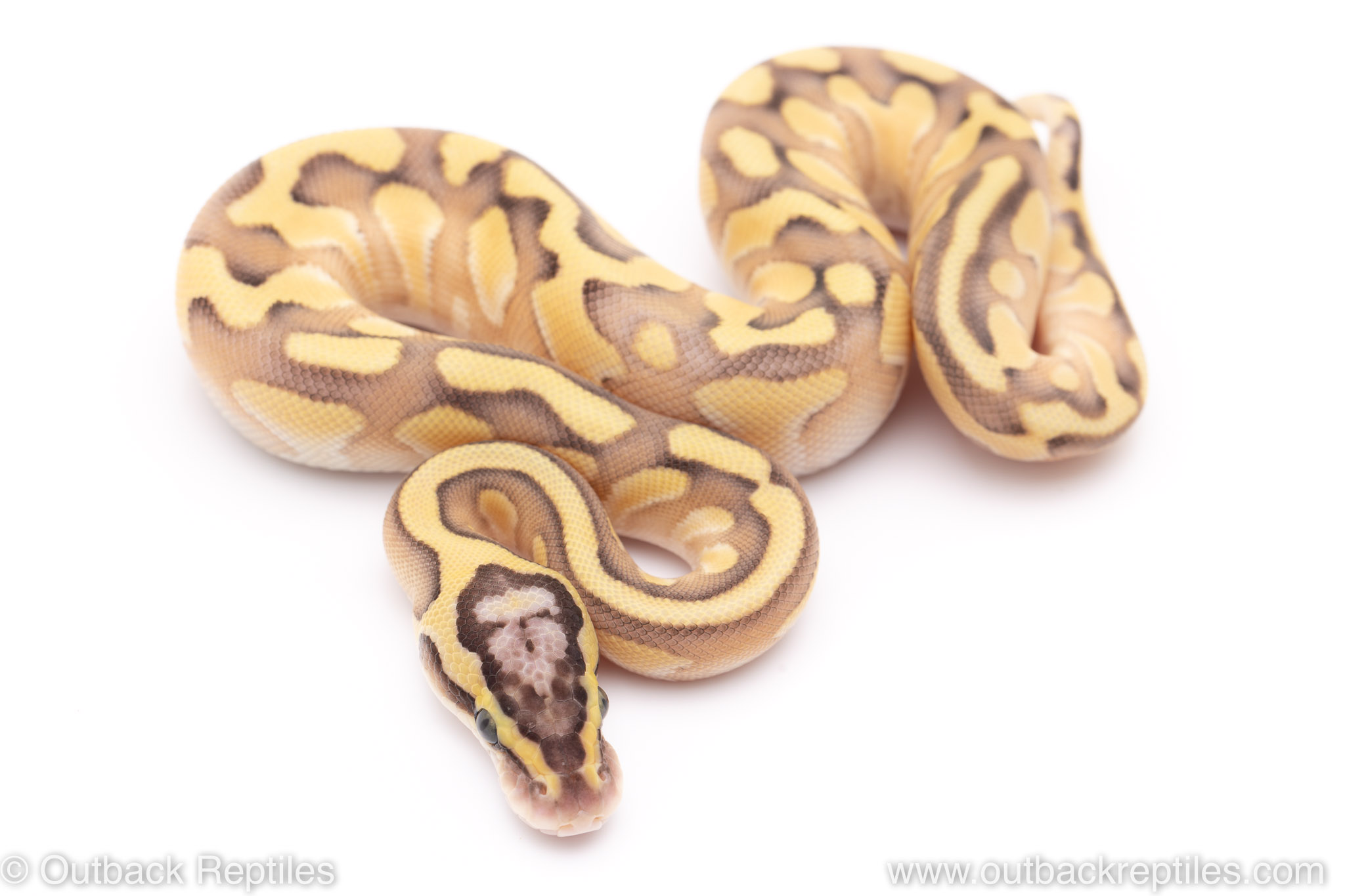 Pastel Lesser Enchi het clown 1 Outback Reptiles