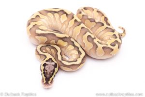 pastel lesser enchi het clown ball python for sale