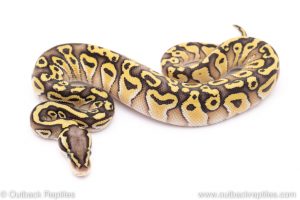 Pastel lesser het clown ball python for sale