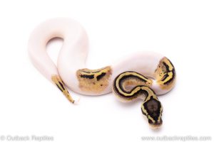 pastel pied poss het vpi axanthic ball python for sale