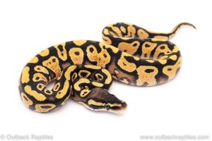 Pastel yellowbelly orange dream ball python for sale