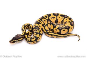 pastel yellowbelly orange dream ball python for sale