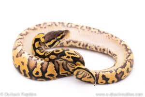 Pastel yellowbelly ball python for sale