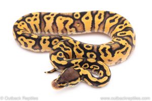 Pastel yellowbelly ball python for sale