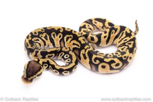 pastel het clown ball python for sale