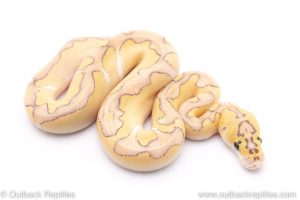 pastel lesser enchi clown ball python for sale