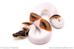 pied het VPI Axanthic ball python for sale