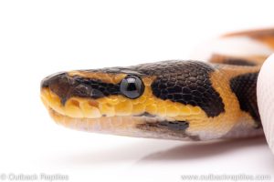 pied het VPI Axanthic ball python for sale