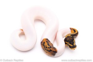 pied het VPI Axanthic ball python for sale