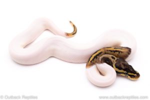 pied het VPI Axanthic ball python for sale