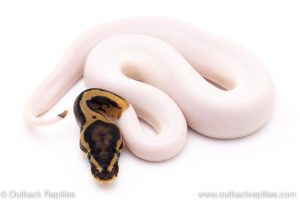 pied het VPI Axanthic ball python for sale