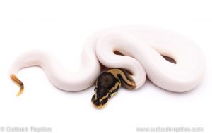 pied het VPI Axanthic ball python for sale