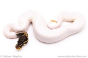 pied het VPI Axanthic ball python for sale
