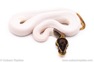 pied het VPI Axanthic ball python for sale