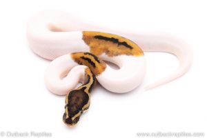 pied het VPI Axanthic ball python for sale