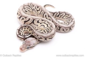 silver streak het clown ball python for sale