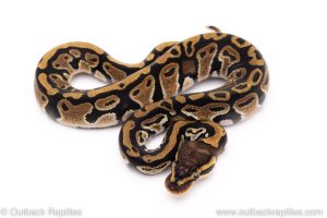 Special het Clown ball python for sale