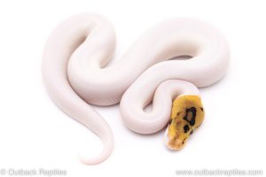 Spied ball python for sale