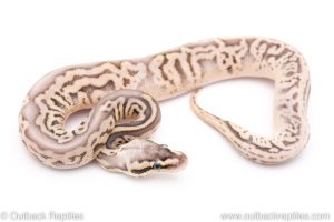 Super Pastel Leopard Sugar ball python for sale