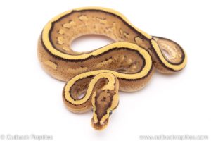 Super Stripe het VPI Axanthic ball python for sale