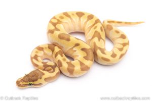 Super Enchi Butter ball python for sale