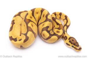 Super enchi fire ball python for sale