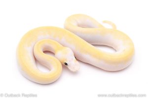 Super Fire Lace ball python for sale