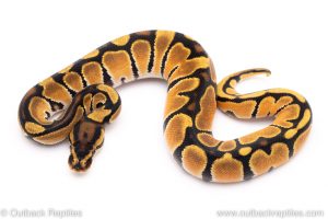 super orange dream ball python for sale