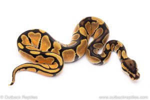 super orange dream ball python for sale