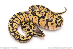 Super pastel lace ball python for sale