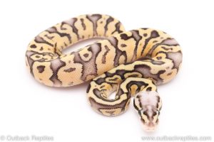 super fly ball python for sale