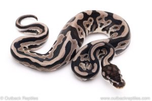 VPI Axanthic leopard poss het pied ball pythons for sale