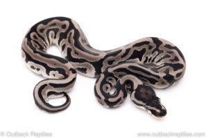 VPI Axanthic leopard poss het pied ball pythons for sale