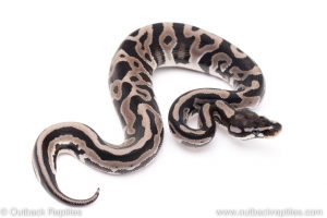 VPI Axanthic leopard poss het pied ball pythons for sale
