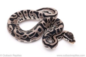 VPI Axanthic leopard poss het pied ball pythons for sale