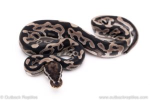 VPI Axanthic leopard poss het pied ball pythons for sale