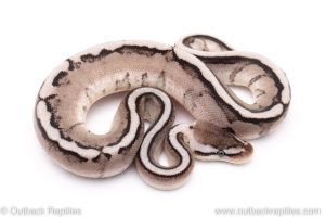 Pastel VPI Axanthic G-stripe ball python for sale