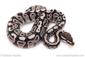 VPI Axanthic Yellowbelly ball python for sale