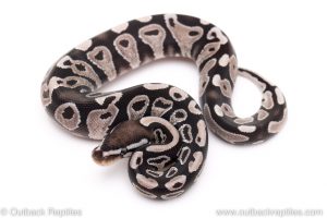 VPI Axanthic Yellowbelly ball python for sale