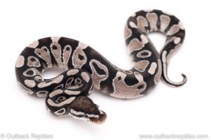 VPI Axanthic yellowbelly specter ball python for sale