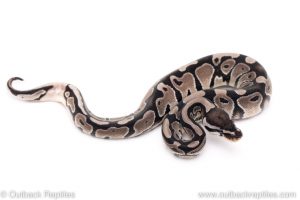 VPI Axanthic poss het pied ball pythons for sale