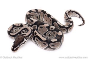 VPI Axanthic poss het pied ball pythons for sale