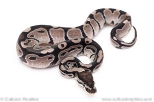 VPI Axanthic poss het pied ball pythons for sale