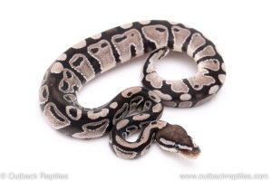 VPI Axanthic poss het pied ball pythons for sale