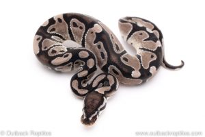 VPI Axanthic poss het pied ball pythons for sale